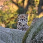 Cheetah
