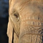Elephant Eye