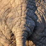 Elephant Tail