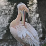 Pelican Preening