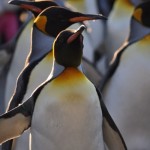 Penguins