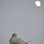 Stork